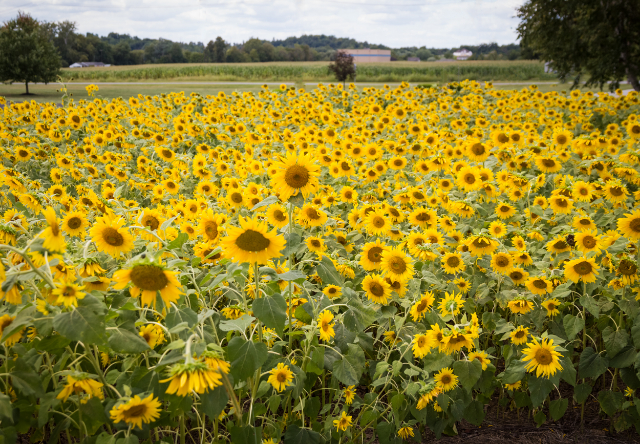 Sunflowers1