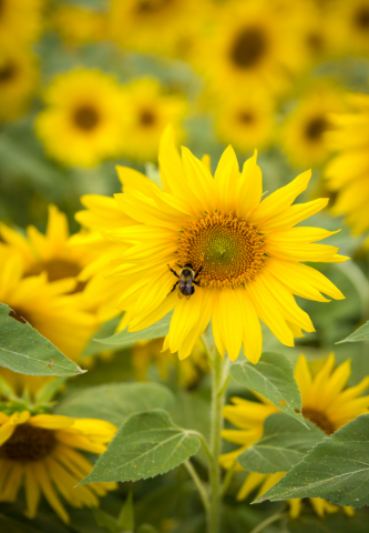 Sunflowers2